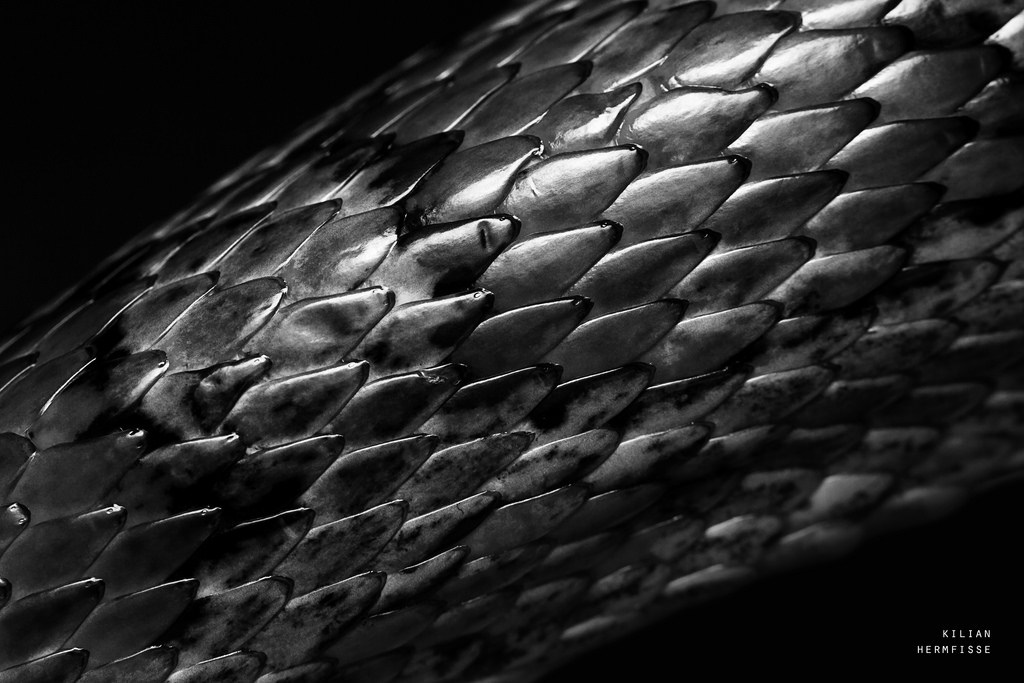 чешуя альфа. чешуя блэк мамбы. чешуя темного. чешуя дракона бесшовка. Dragon skin – «шкура дракона».