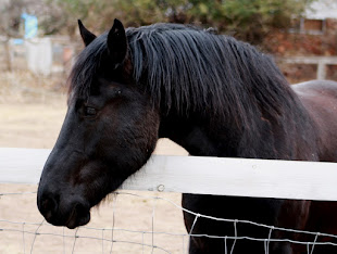 The Smiling Horse