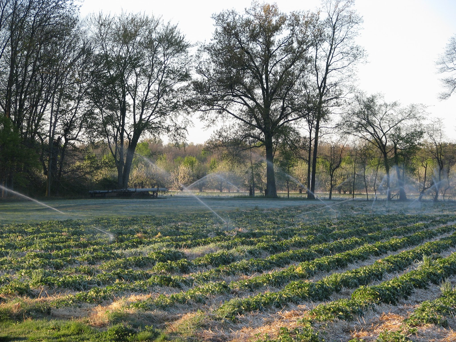 A&M Farm Strawberries Frost Control