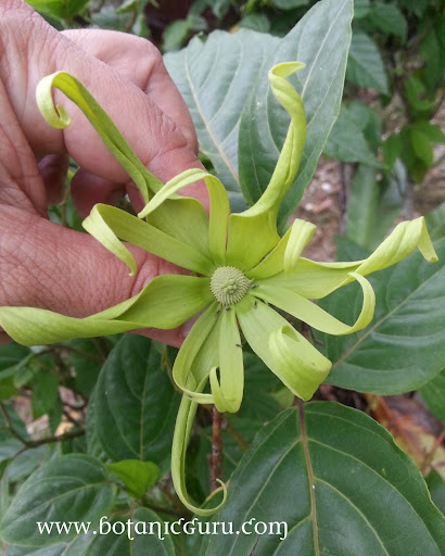 Cananga odorata var. fruticosa, Dwarf Ylang-Ylang Tree flower