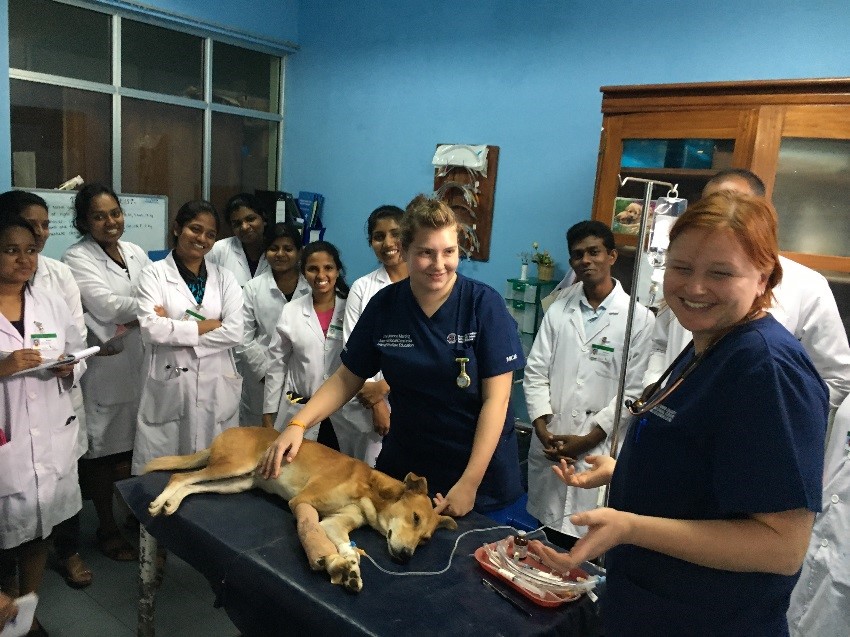 JMICAWE Activities Send a Vet Nurse to Sri Lanka project report
