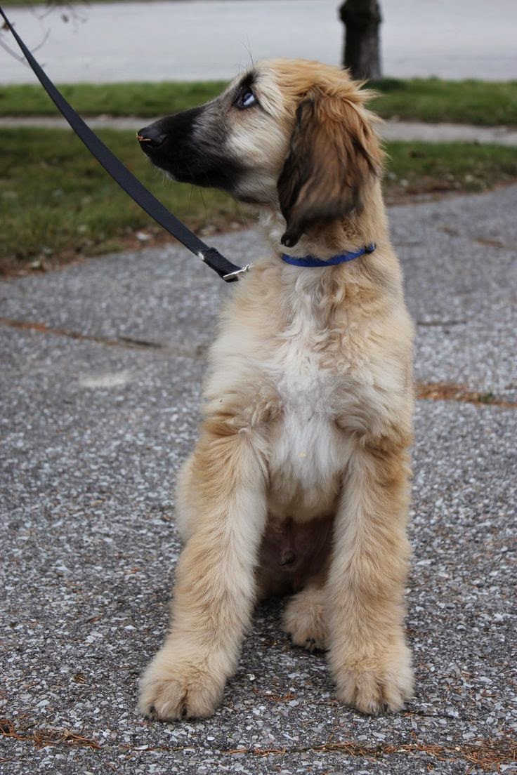 Cute Puppies and Kittens Top 5 Least Smart Dogs