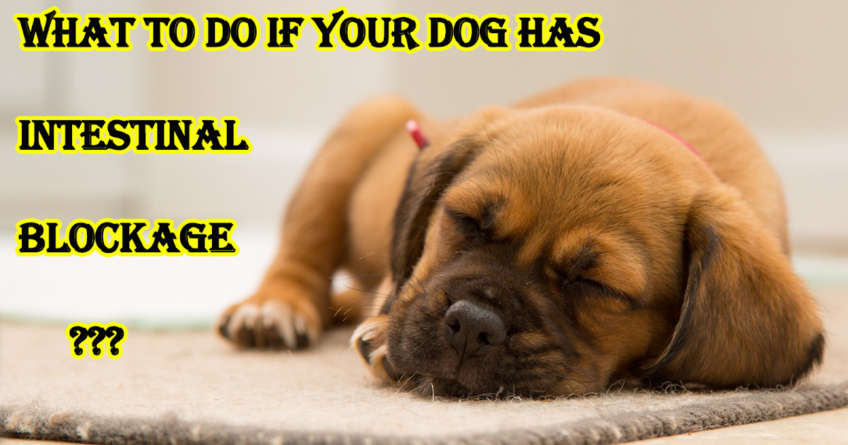 Side effects of Intestinal Blockage in Dogs Dog Kinds