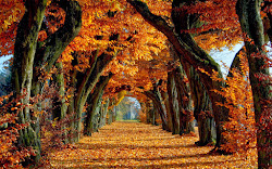desktop fall autumn wallpapers bing screensaver
