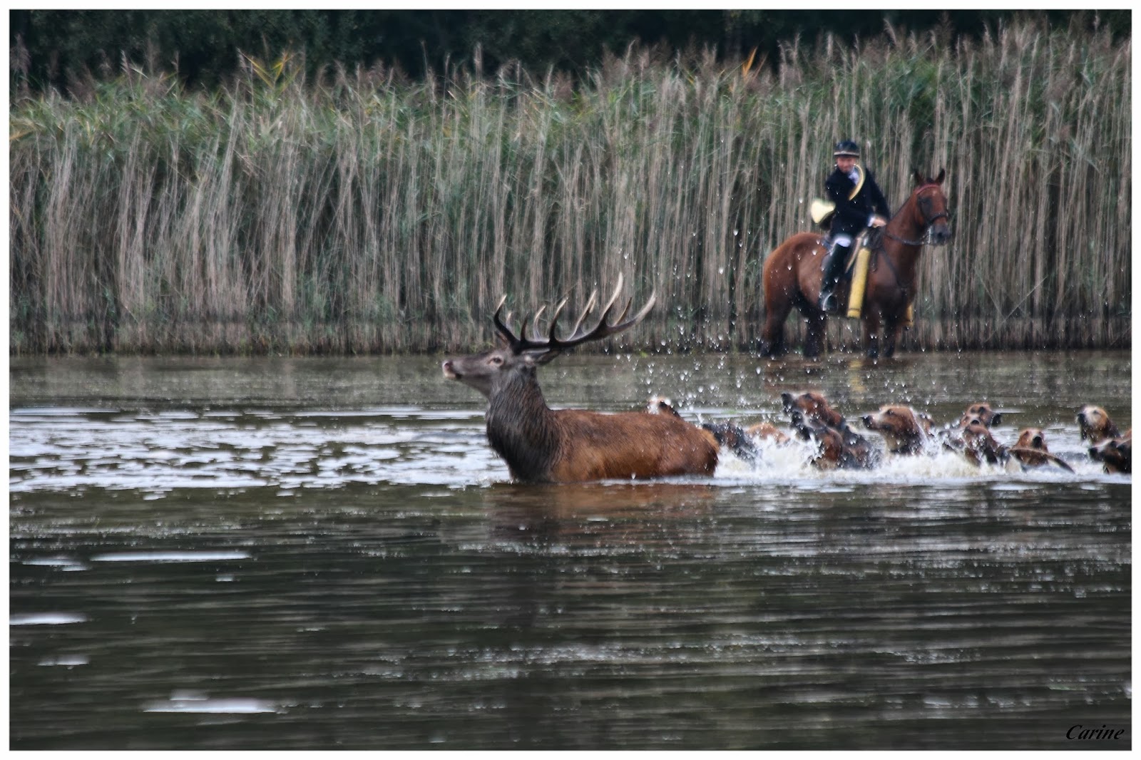 La chasse a courre (Page 28) BHL19066144 Stock Photo