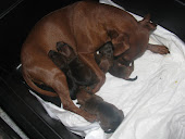 Sono nati i cuccioli il 26 settembre 2011