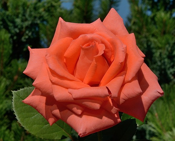Beauty Star сорт розы фото Фрайер