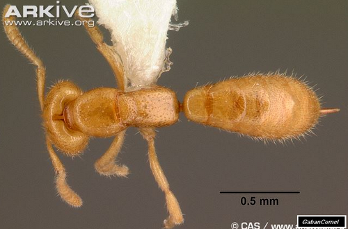 Semut Luar Biasa Pantas Mengigit di Dunia - Gaban Comel