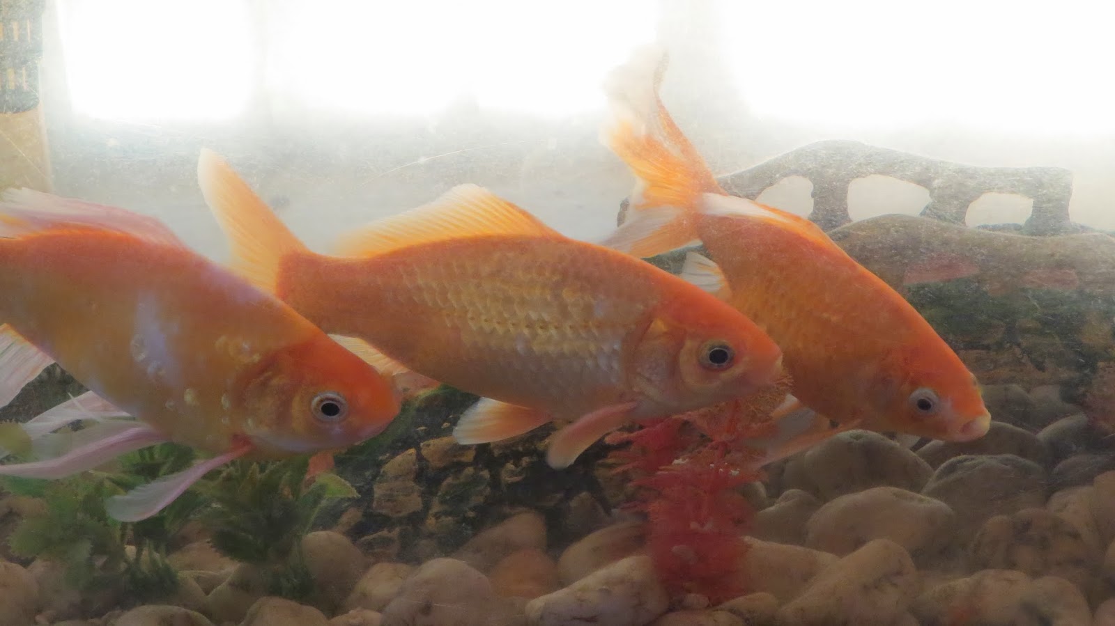 Photography with Dr. Ernie. Goldfish, Silver Dollar and Hammerhead Aquarium fishes