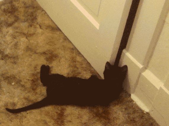 Philomeme Go Away Kitty philomeme-go-away-kitty