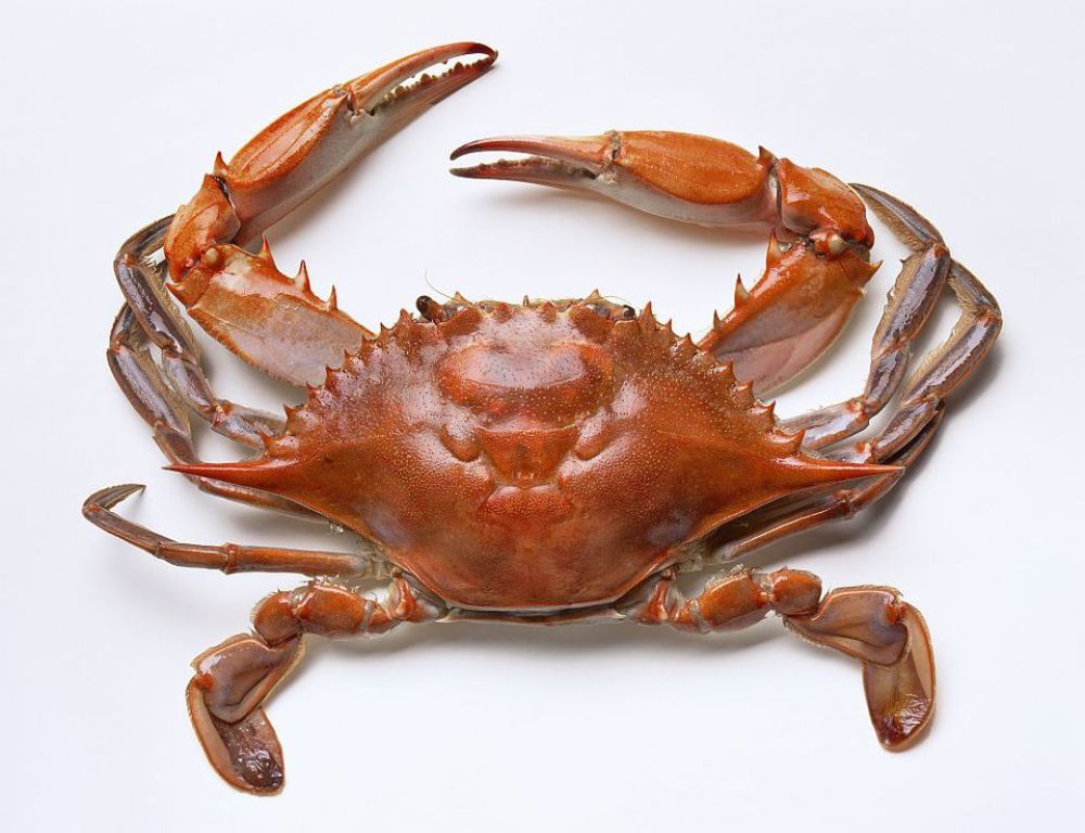 Crab Meat Supplier, Crab Canning Factory, Crab Farming, Crab Meat From