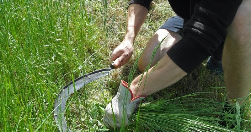 Le avventure della mia fantasia: Tagliare erba con il falcetto