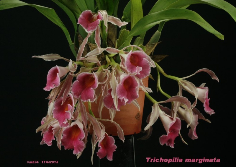 Trichopilia marginata care and culture | Travaldo's blog