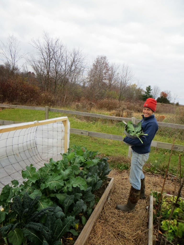 the common milkweed Sturdy Low Tunnels for Raised Beds, Part 1
