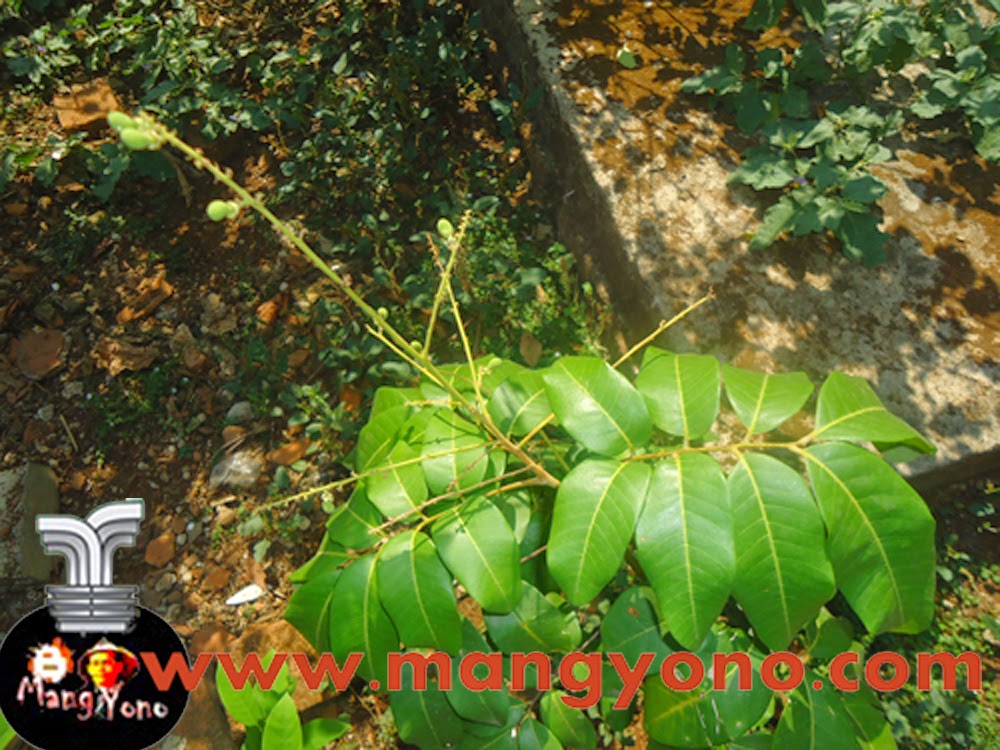 Cara Merawat Bunga Kelengkeng Biar Tidak Rontok Berbagi