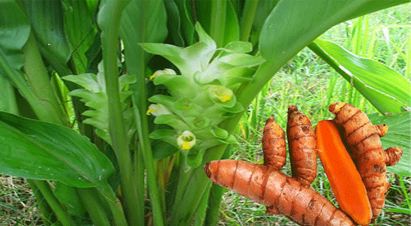 Resep Herbal Kunyit Cepat Turunkan Demam Tanaman Resep Herbal Kunyit Cepat Turunkan Demam Tanaman