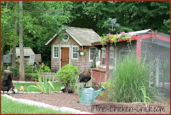 space chicken coop flock adding chickens maximizing existing possible