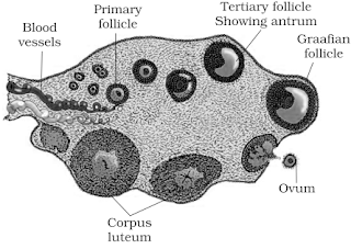 Diagram of section through ovary