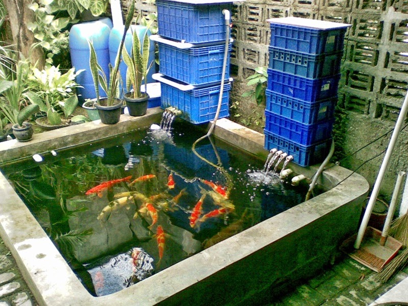 Manfaat Filter pada Kolam Koi | Ikan Hias