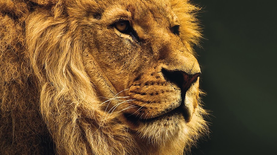 Lion 4k Wallpaper 5
