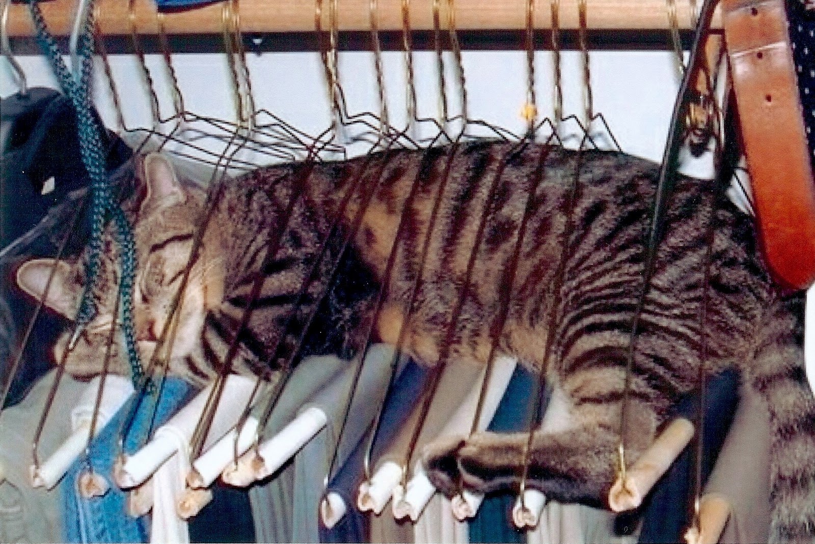 hang in there cat clipart - photo #43