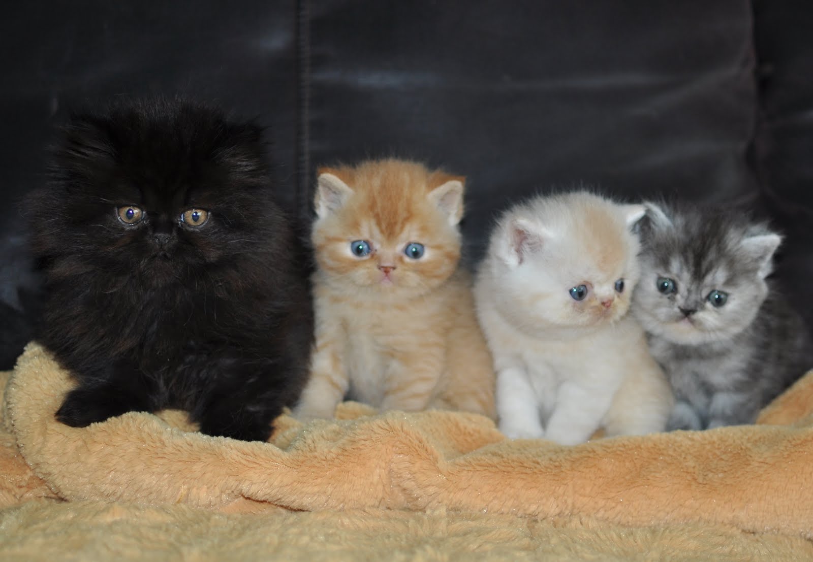 Black Persian, Orange, Cameo Creme, Smoke Blu Creme