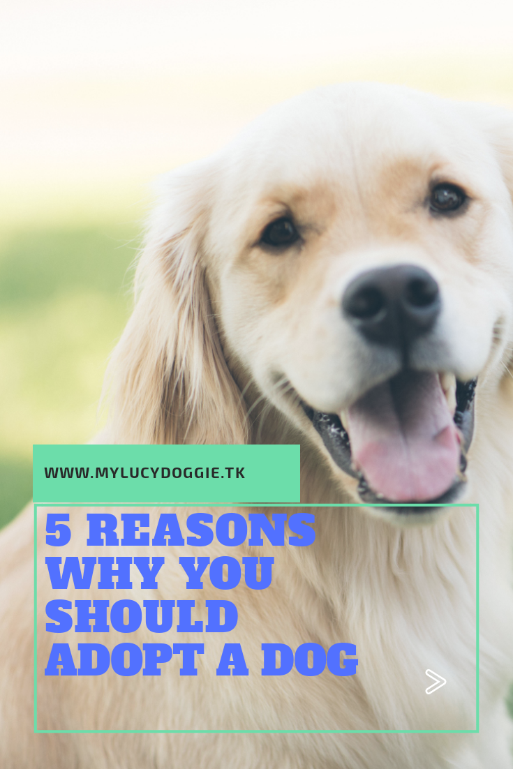 5 Reasons Why You Should Adopt A Dog My Lucy doggie