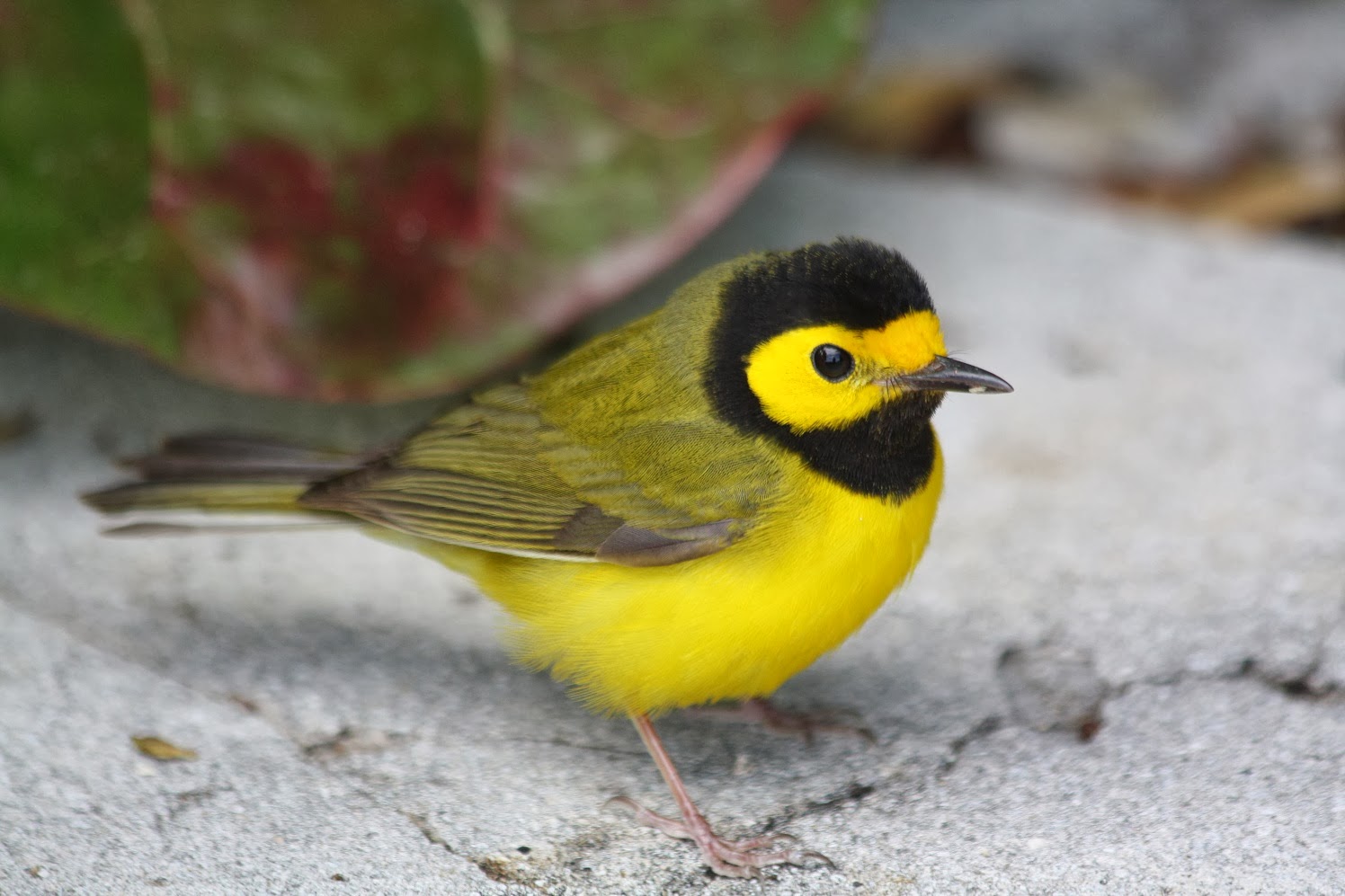 World Beautiful Birds Hooded Warbler's Birds Facts & Latest Pictures