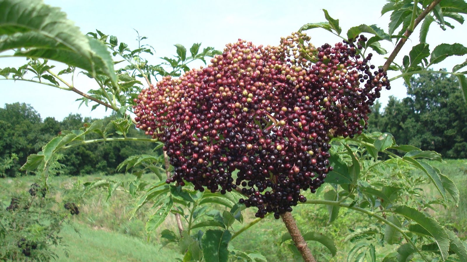 Missouri Beginning Farming Elderberry Financial Decision Support Tool