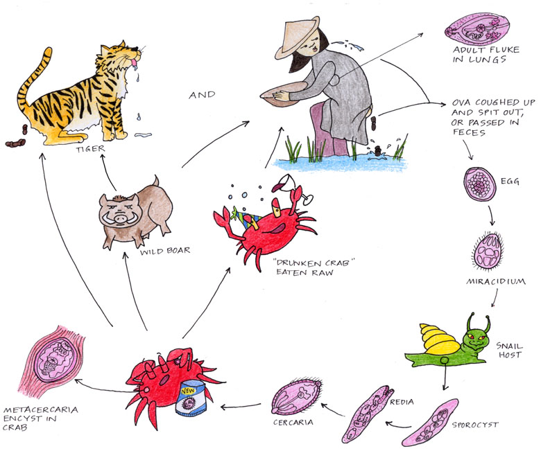цикл развития paragonimus westermani. жизненный цикл легочного сосальщика. легочный сосальщик цикл. жизненный цикл легочного сосальщика схема. легочный сосальщик цикл схема.
