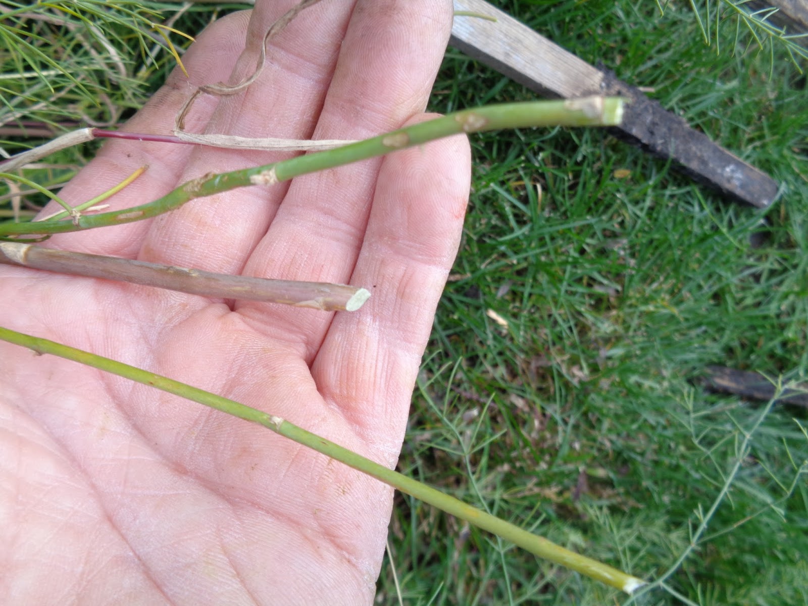 The Perennial Agriculturalist asparagus mulch
