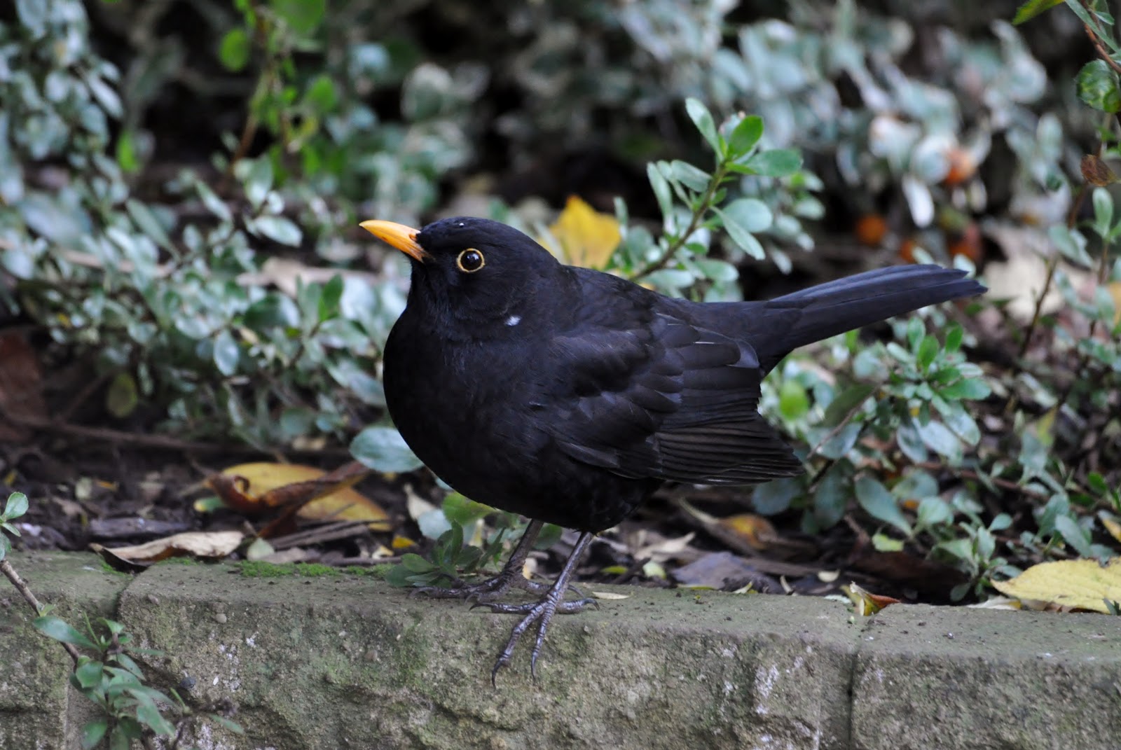 rambles with a camera Blackbirds in my garden