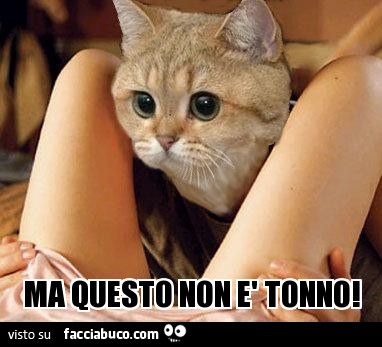 rkrcpie1oh-questo-non-e-tonno-d-bestiacc