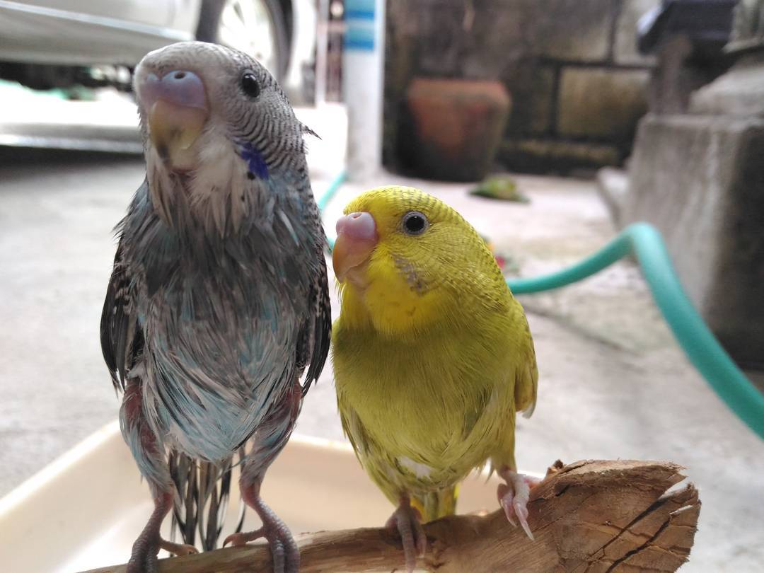 Lengkap Tutorial Cara Menjinakan Parkit Dewasa Hewan Rumahan