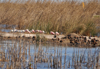 Roseate Spoonbill flock several large pink spoonbill birds among reeds