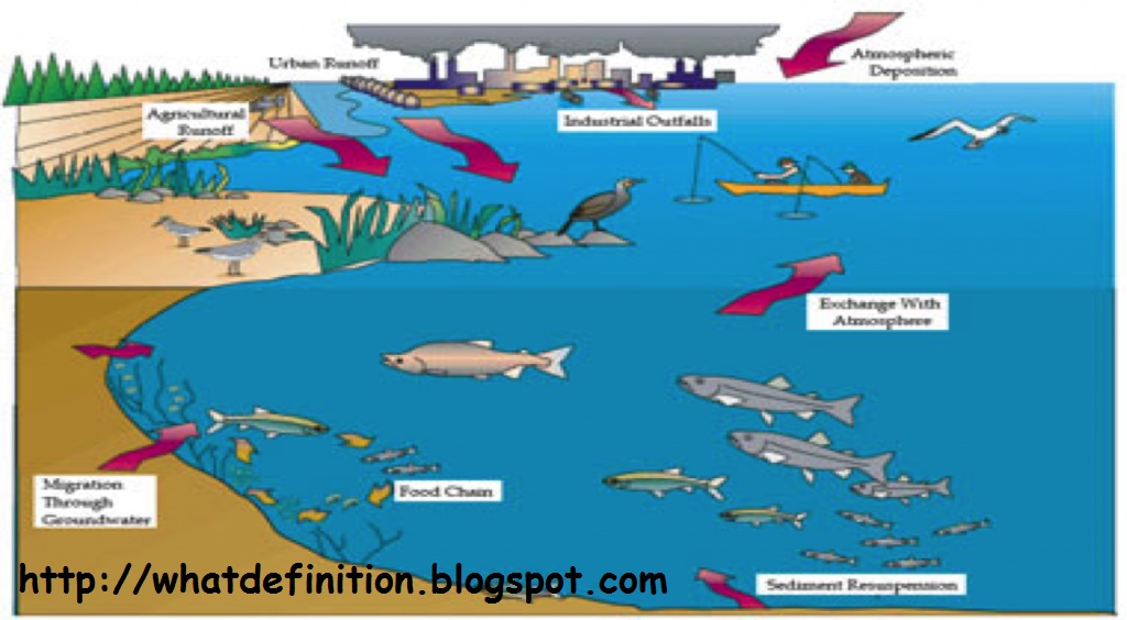 definitions defining: brief definition about eco system of different