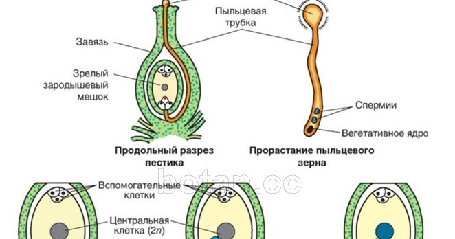 Какие клетки зародышевого мешка участвуют в оплодотворении