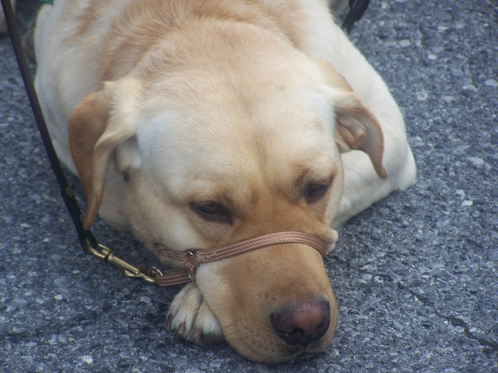 Susquehanna Service Dogs Should I Use a Head Collar on my Dog?