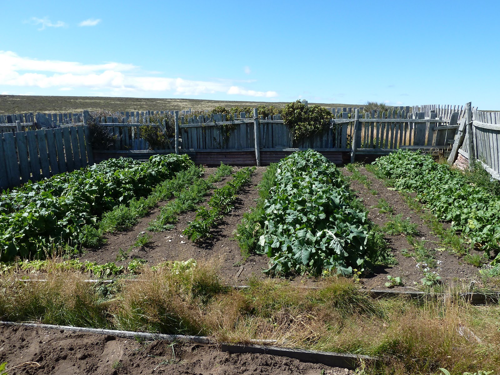 Island farming in the Falkland Islands: Treasure + gardens