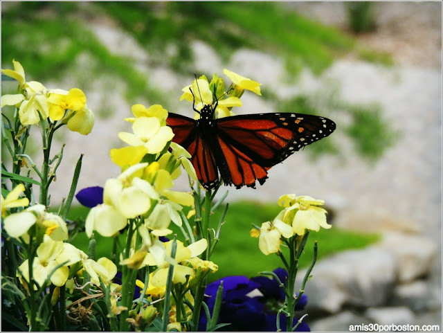 Fort Worth Botanic Garden: Mariposa Monarca