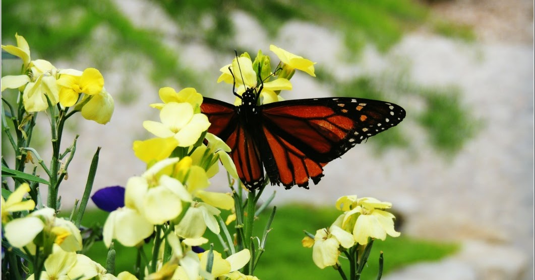 Fort Worth Botanic Garden