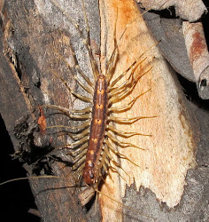 centipede in house australia 4