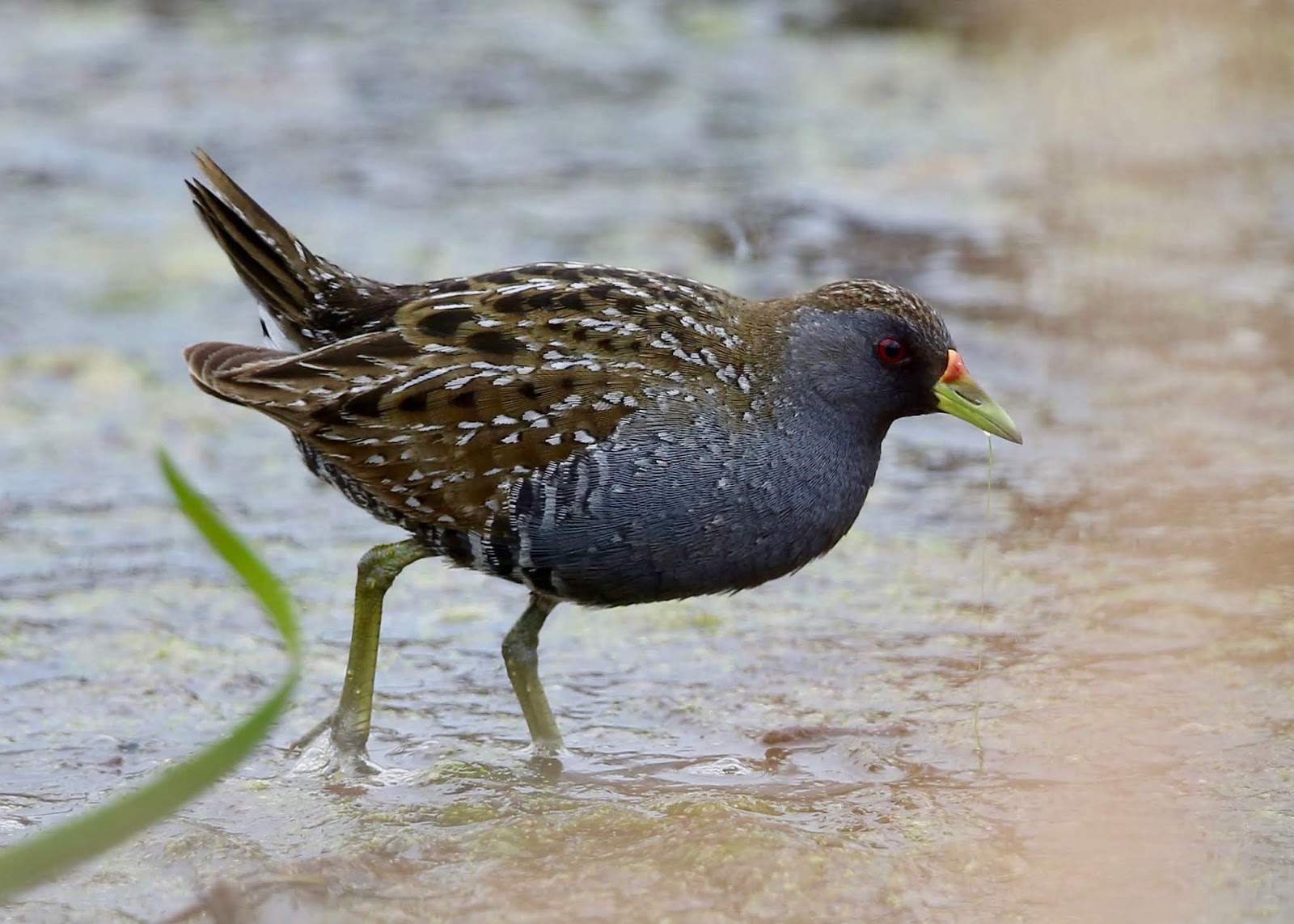 Avithera: Crakes
