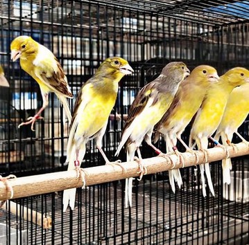 Daftar Harga Burung Kenari Terbaru Saat Ini Di Tahun 2019 Paling