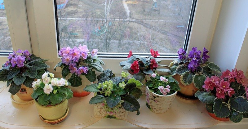 Комнатные Растения Цветущие Круглый Год Фото