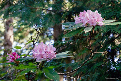 Pacific Rhododendrons on the North Fork Trail