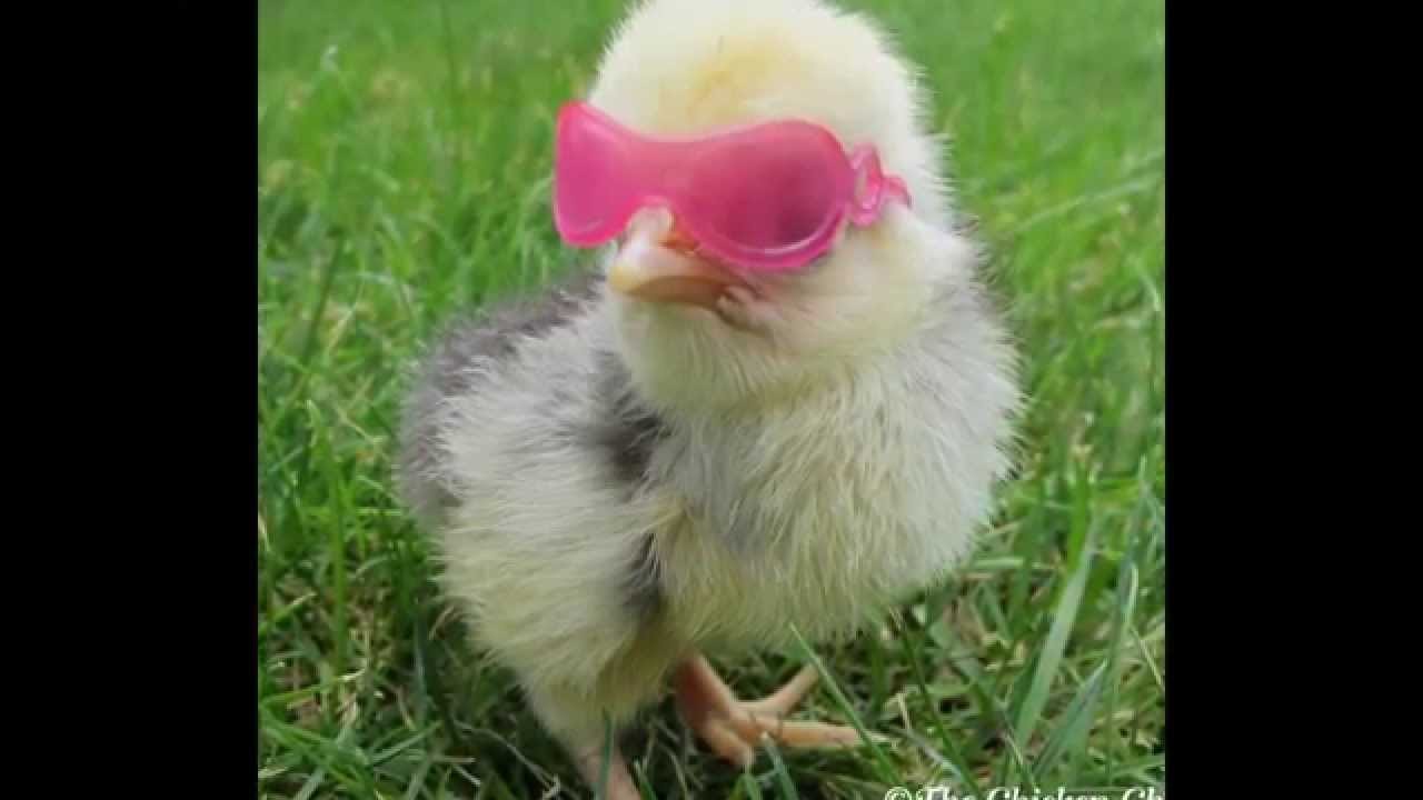 Chicken eyeglasses