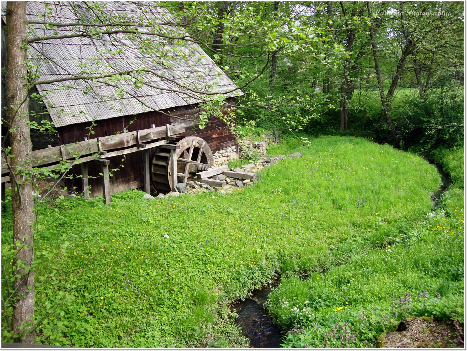 Photograhy and stuff...: Dumbrava minunata-Sibiu