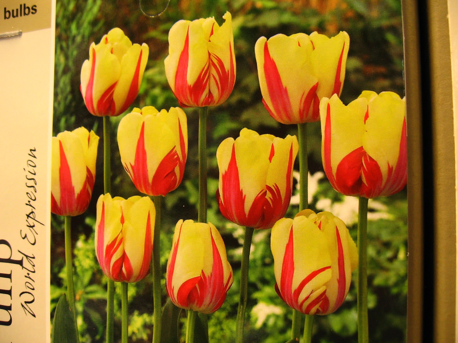 Vander Giessen Nursery Plant Bulbs Now for Spring Color