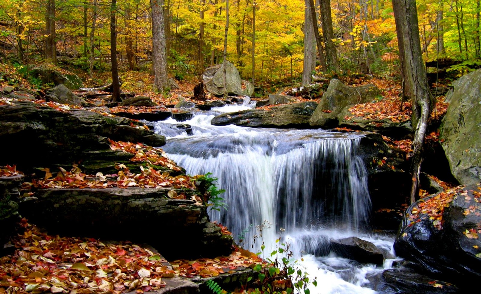 Forest Waterfall Desktop Wallpaper